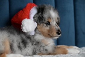 戴着圣诞帽的牧羊犬摄影图片